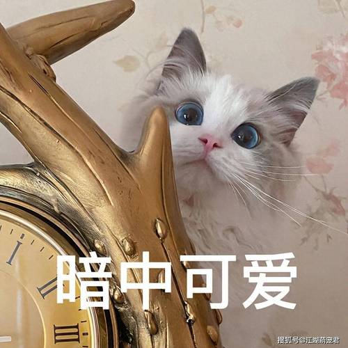 猫咪永久网址：网络时代的毛茸茸地标