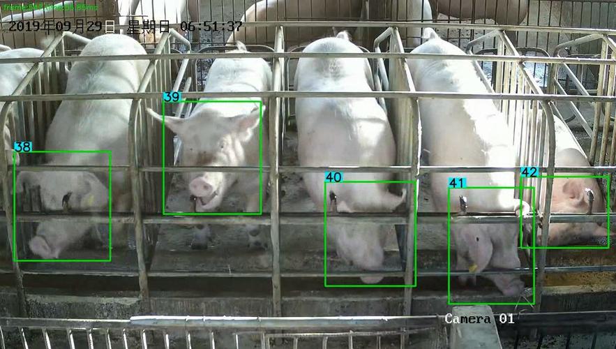 智能分析从猪吃食视频中挖掘养殖业的黄金数据