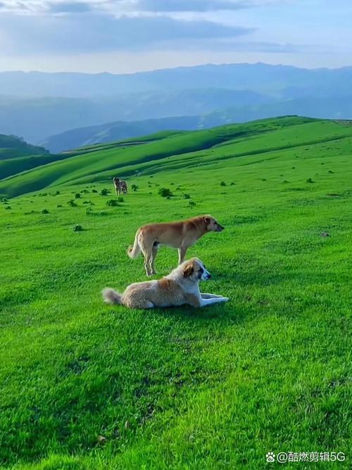 草原天堂在风吹草低见牛羊的地方玩耍