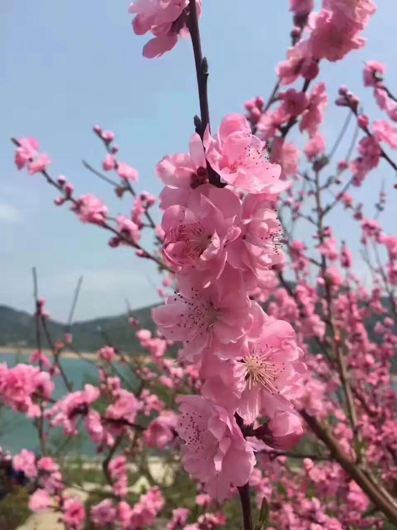 桃花露桃花盛开后的浪漫副作用