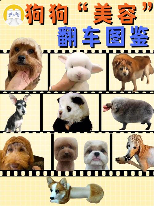 犬类与人类跨越物种界限的情感纽带