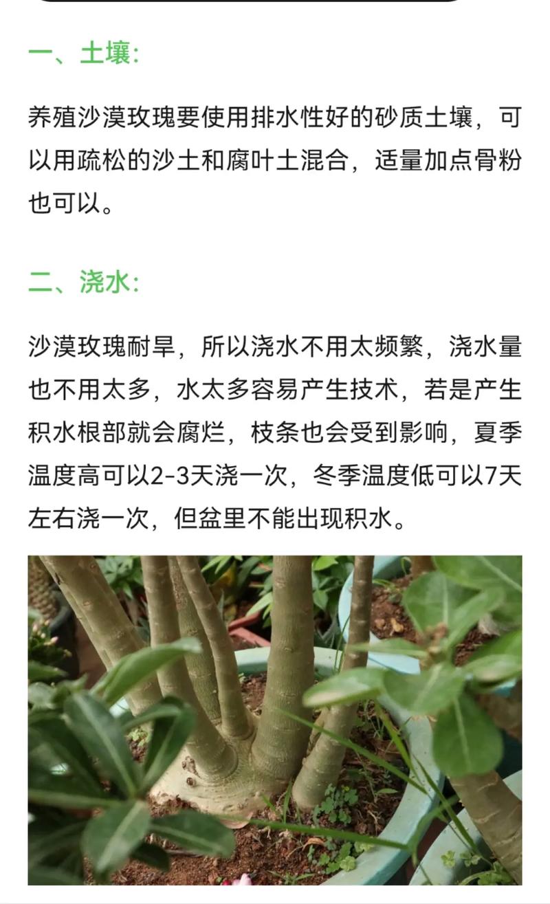 沙漠玫瑰剪枝法在干渴的沙漠中绽放玫瑰的诀窍