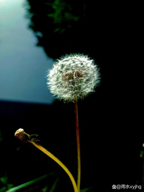 蒲公英的奇幻大逃杀谁是最后的“毛毛球”？