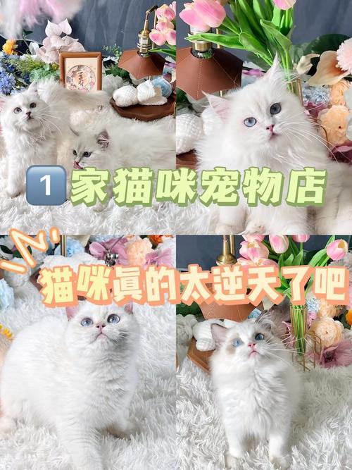 为什么说猫咪是互联网上的隐形王者？