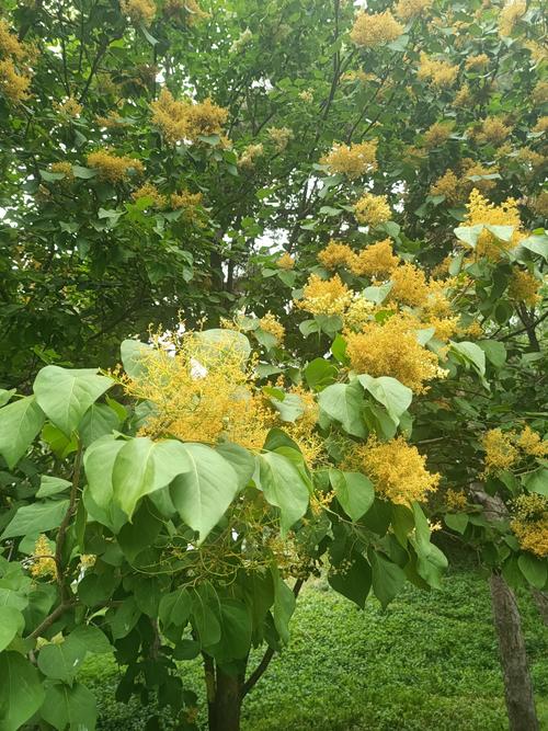 五月天丁香花开，青春的烦恼与治愈指南