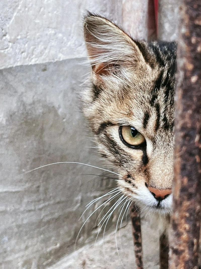 一只猫的不为人知的秘密最新猫咪AV网址大全！