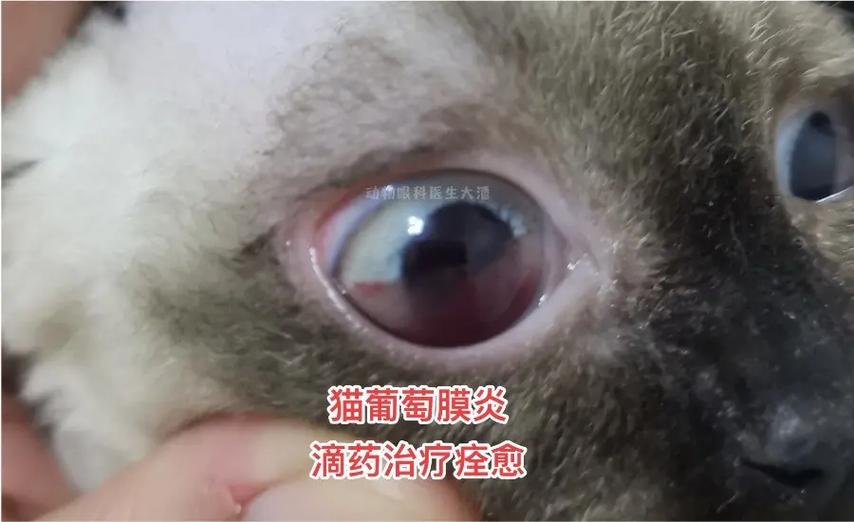 走进猫眼视频一部充满奇趣异想的“猫咪法庭”实录