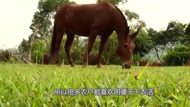 马驴杂交视频研究与伦理探讨